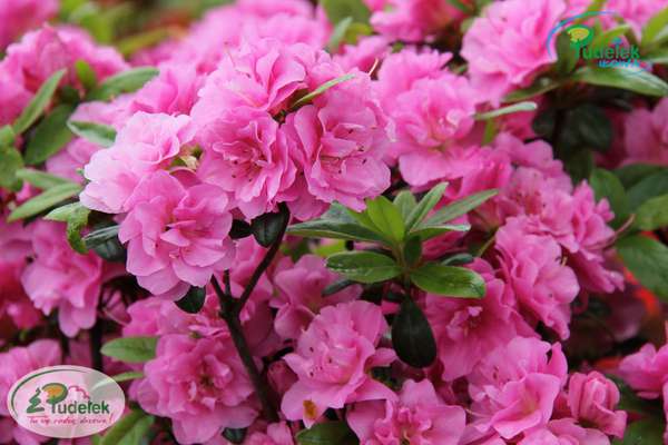 Azalia japońska Rosinetta